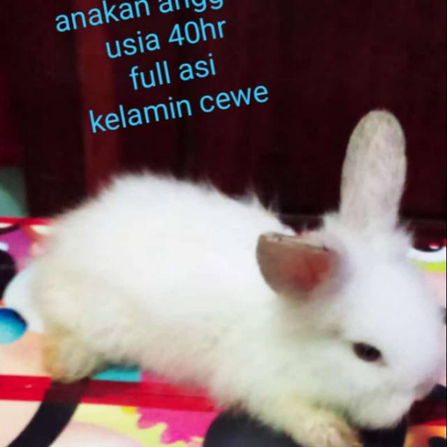 Anakan kelinci murah