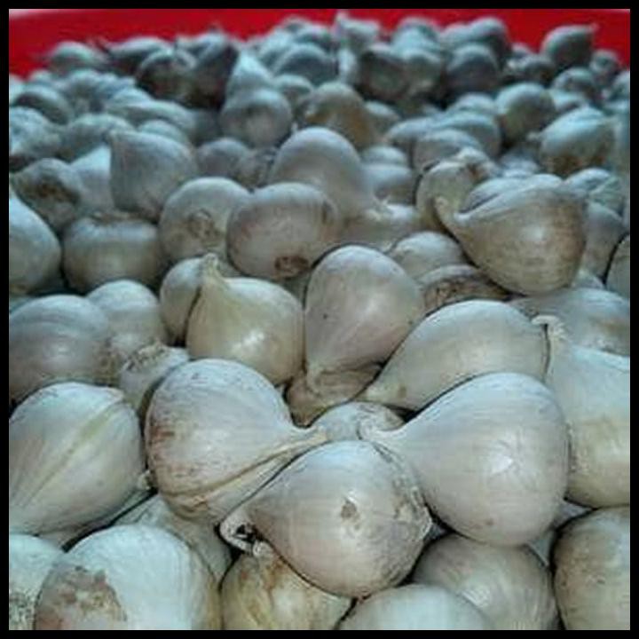 

BIG SALE BAWANG PUTIH TUNGGAL 250 GRAM