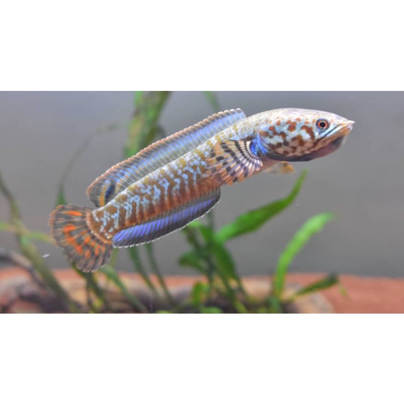 essen bleheri rainbow 6-7cm