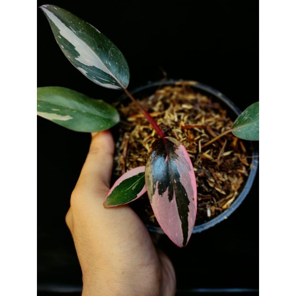 PHILODENDRON PINK PRINCESS MARBLE