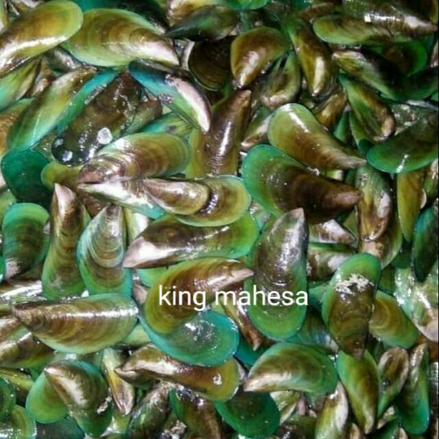 

kerang hijau fresh hidup