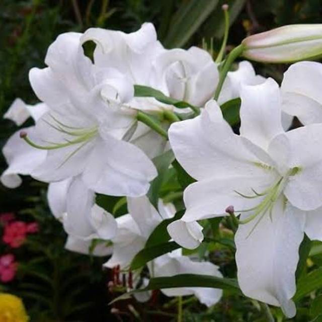 nurulsst