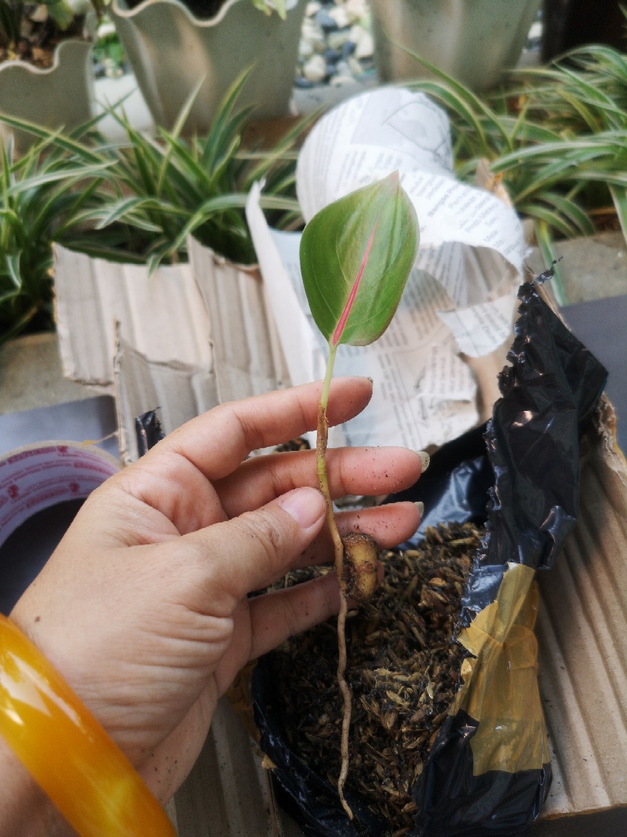 Suksom Jaipong Anakan/suksom Jaipong Bonggolan 2~3 Helai