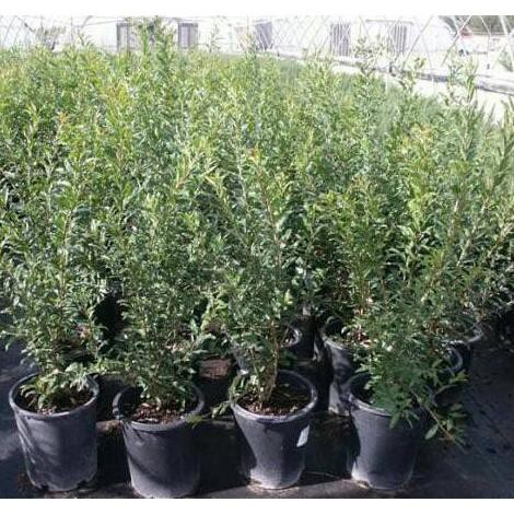 Bibit Tanaman Buah Delima Thailand Segar Srd