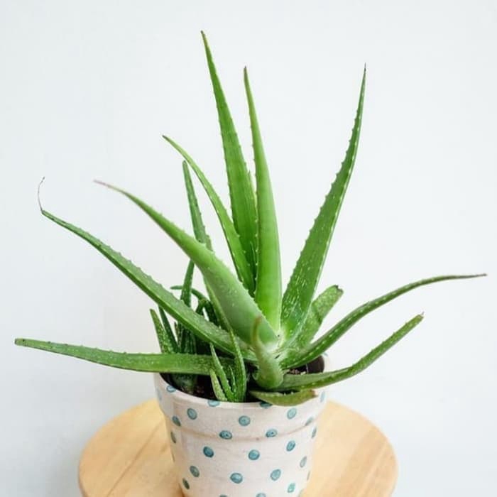 Tanaman Hias Aloe Vera Tanaman Lidah Buaya Shopee Indonesia