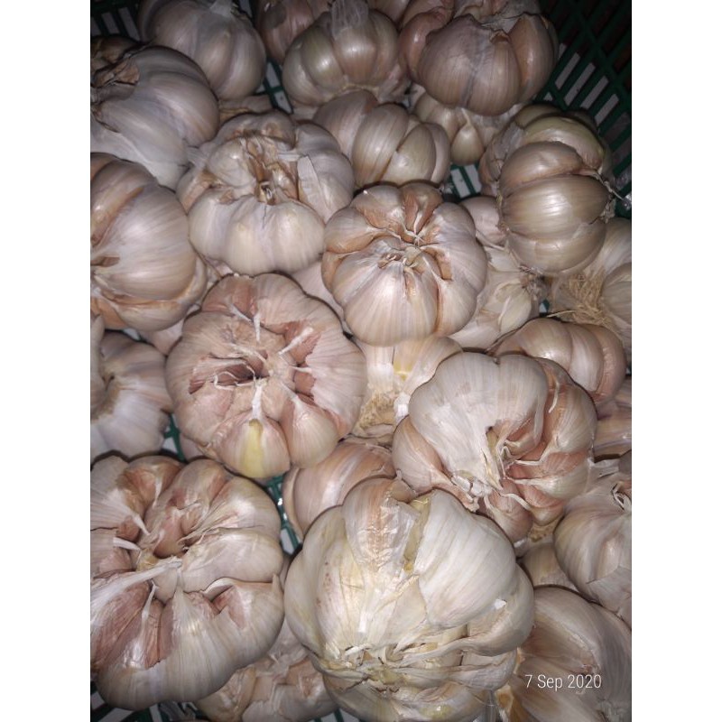 

Bawang Putih Murah