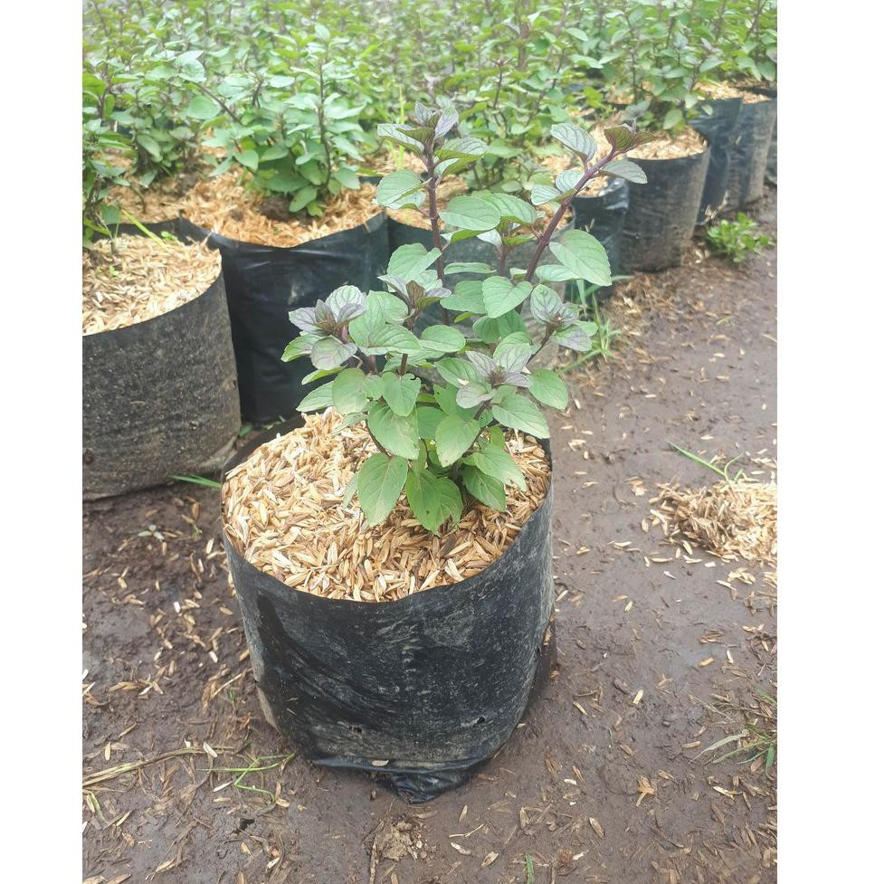 

TERDEPAN Daun Choco mint ( beli 10 bonus 1)