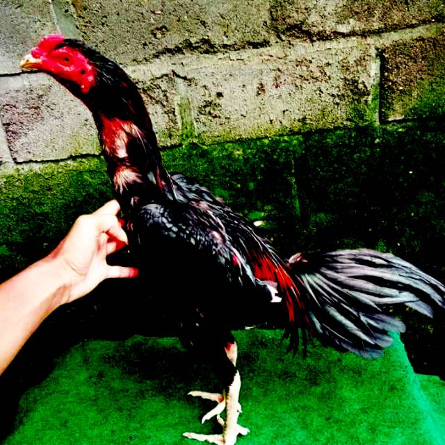 Ayam Bangkok Koytrad Teknik Pukul Shopee Indonesia