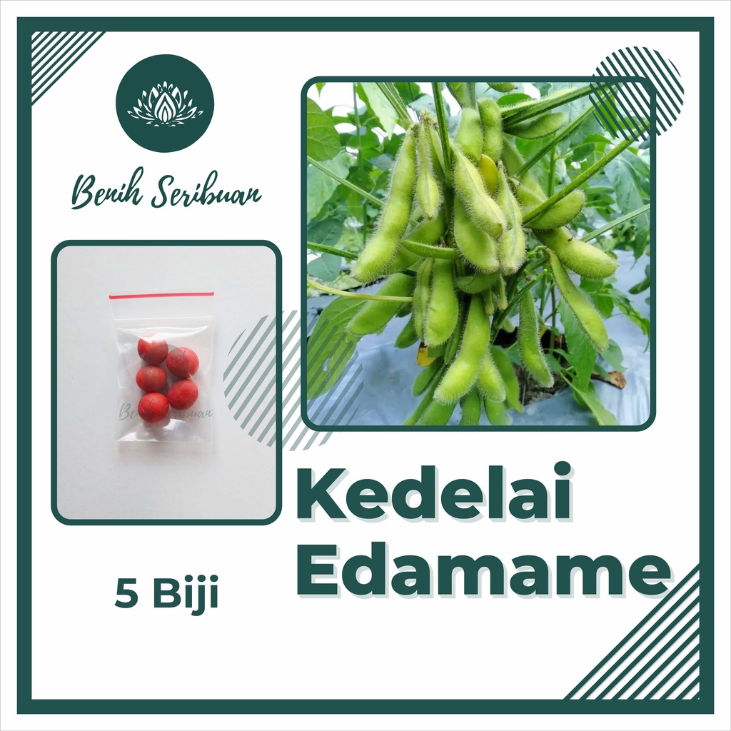 TERMURAH Bibit Sayuran Benih Sayur Buah Buncis Cabe Jagung Kacang Lobak Timun Terong Tomat dll-KEDELAI EDAMAME
