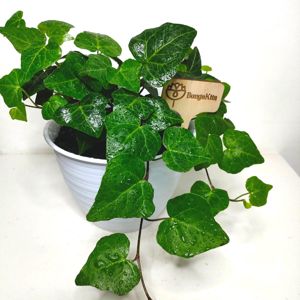 Tanaman Hias English Ivy