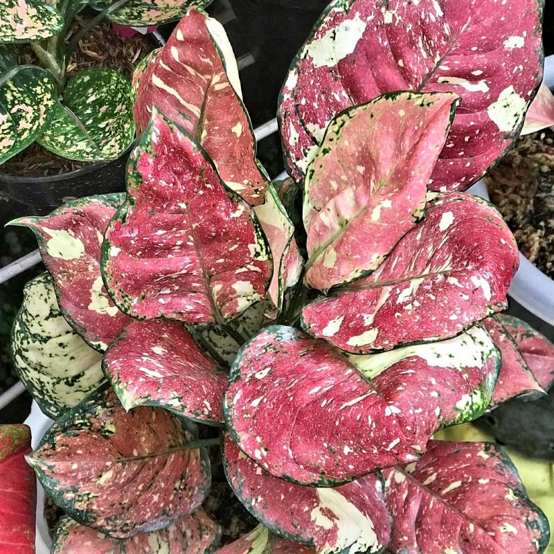 Aglonema tri color cantik || BUKAN BONGGOL - tanaman hias hidup - bunga hidup - bunga aglonema - agl
