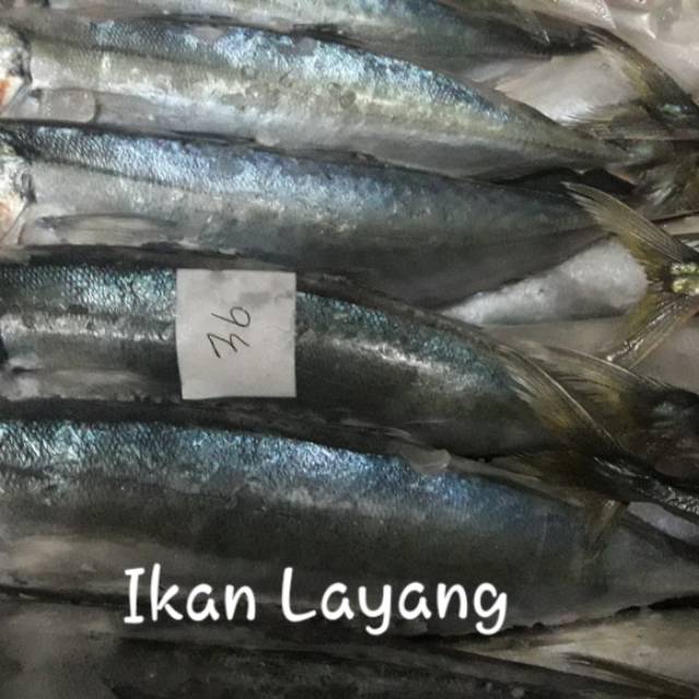 

Ikan beku