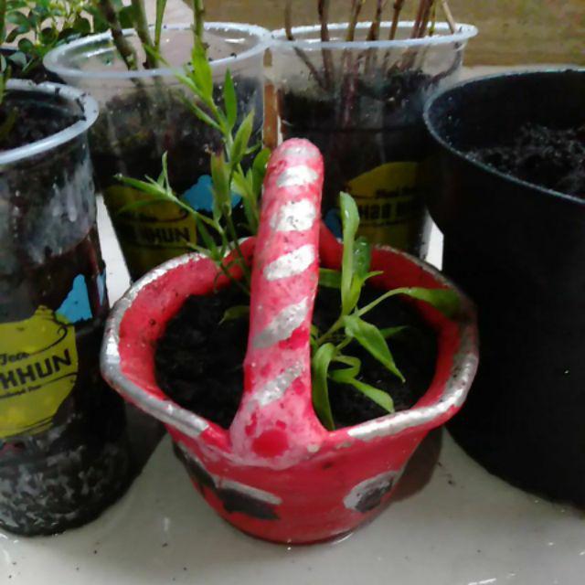 Tanaman Hias Bunga Dianthus Merah