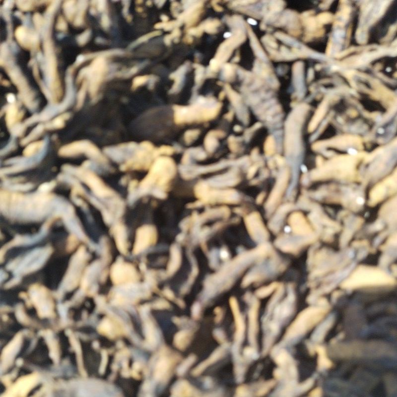 

TRIPANG BLONYO ORIGINAL 1 kg (BELUM DI GORENG)