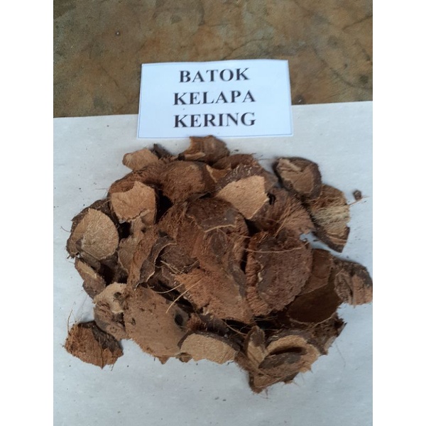 Batok Kelapa Kering