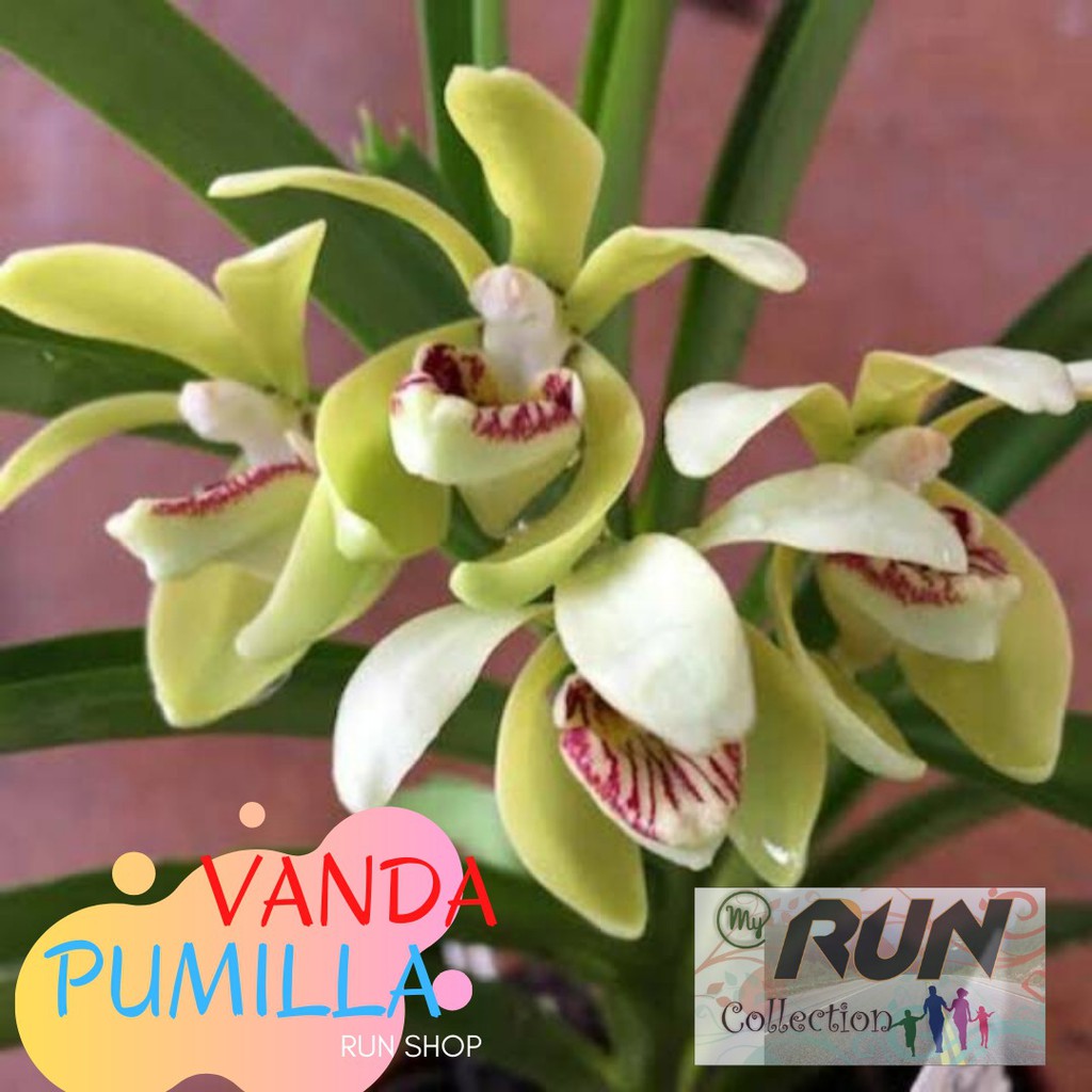 Anggrek Vanda Pumila Dewasa SIAP BUNGA