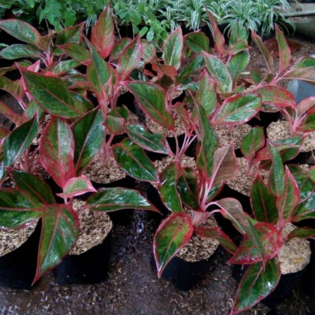 Bibit tanaman aglaonema lipstick siam aurora / pohon aglonema lipstik