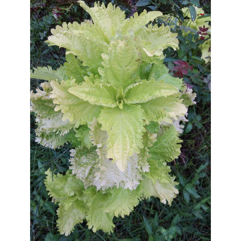 Tanaman Hias Miana / Jawer Kotok / Iler / Coleus paket