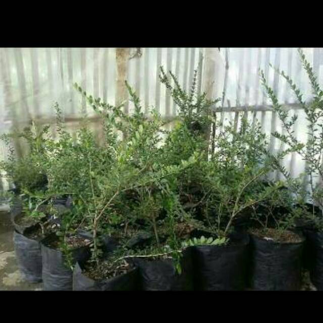 bibit saeng simbur vietnam bonsai