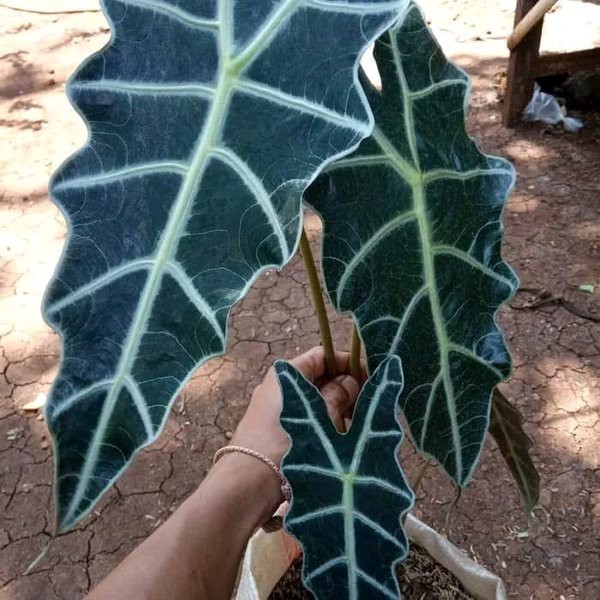TERLARIS tanaman hias keladi alokasia amazon pohon keladi amazon