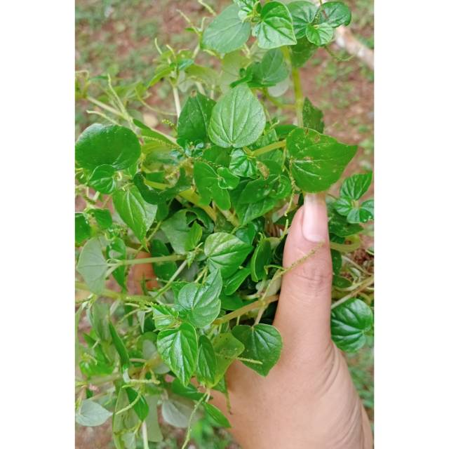 Daun sirih Cina/ketumpang air