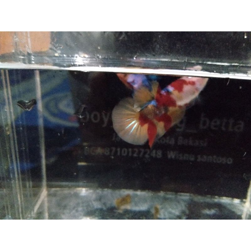 Cupang MultiColor Male/Female