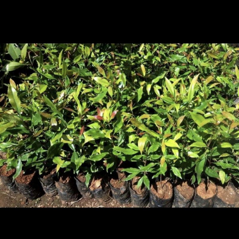 (FreeOngkir) Bibit Pohon Cengkeh Zanzibar - Tanaman Kembang Cengkeh Zanzibar Termurah Terlaris