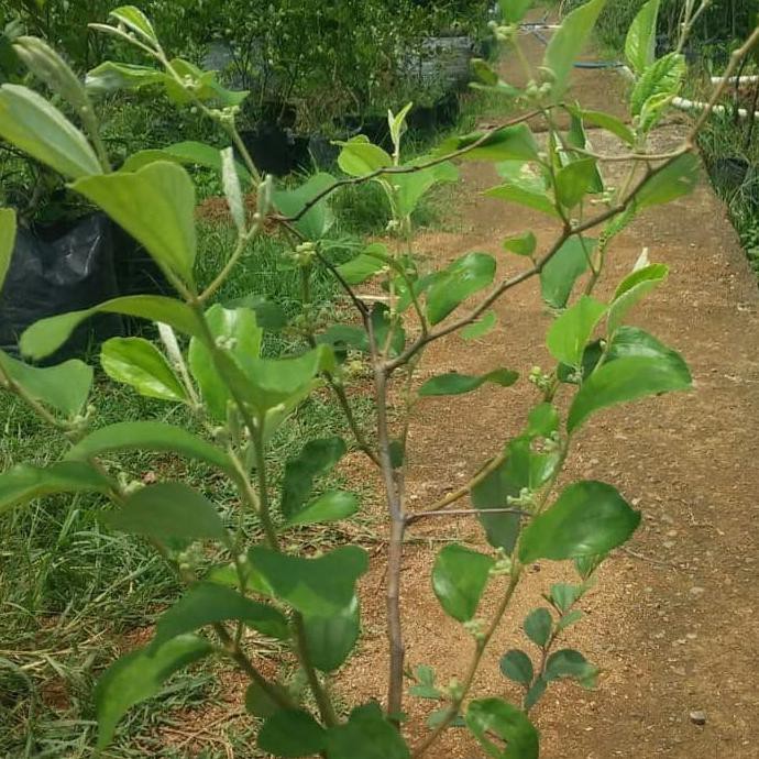 Bibit Tanaman Buah Apel Putsa/Pohon Buah Apel Putsa Siap Berbuah Idr