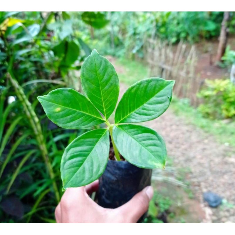 Benih bibit porang polibak