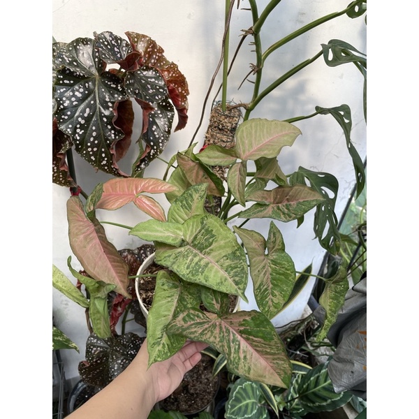 syngonium pink flecked