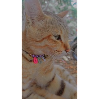 Jual kucing nama Harga Terbaik - Kalung Aksesoris Fashion November 