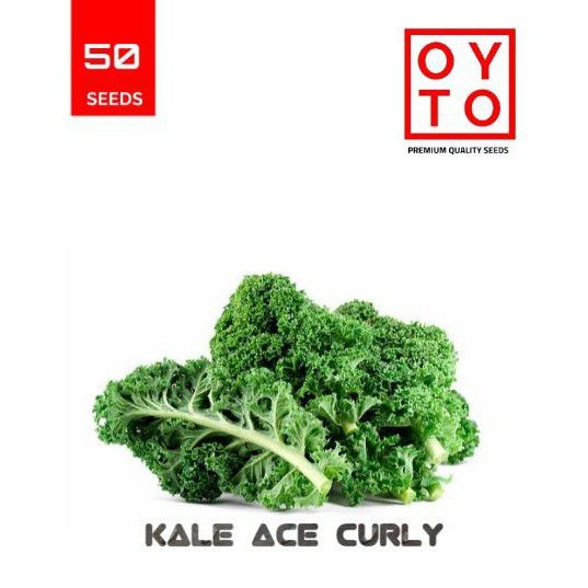 BENIH KALE BIBIT SAYURAN BENIH TANAMAN HIDROPONIK F1