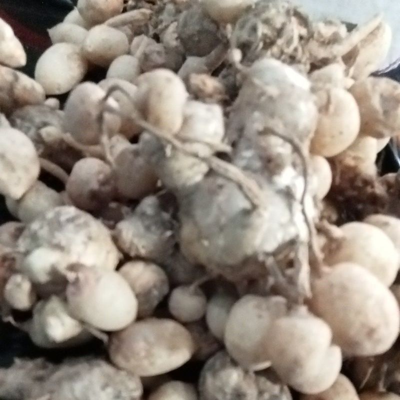 KUNYIT PUTIH FRESH 1KG