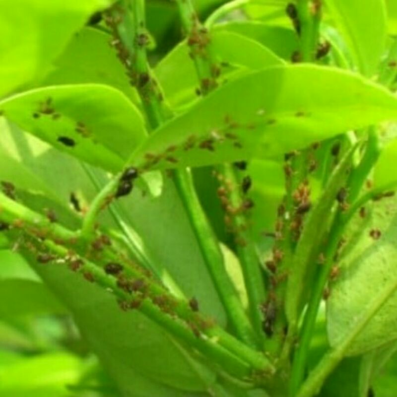 Fungisida Kutu Putih pada Tanaman Jeruk