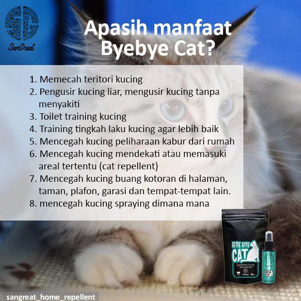 Cara mengusir kucing dari mobil