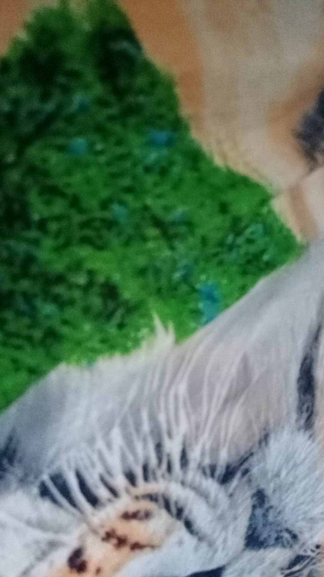 Face Shield Anak Dan Dewasa