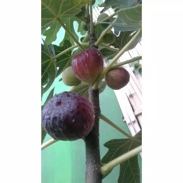 Buah tin Merah Jumbo