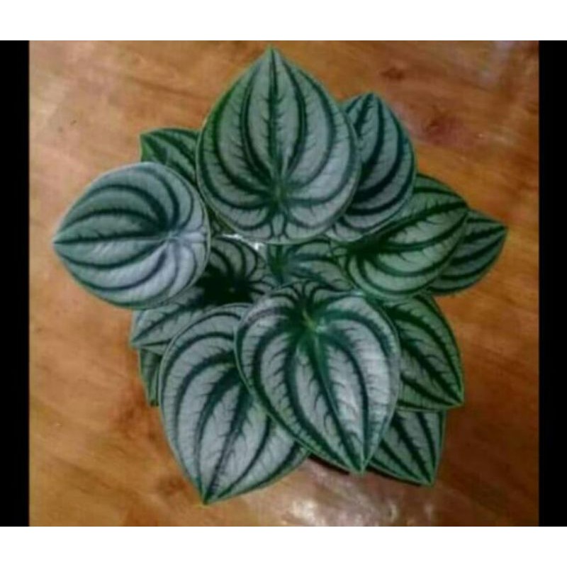 

Pepperomia watermelon