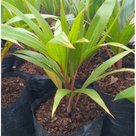 Bibit Tanaman Palem Botol Merah Palem Botol Batang Merah