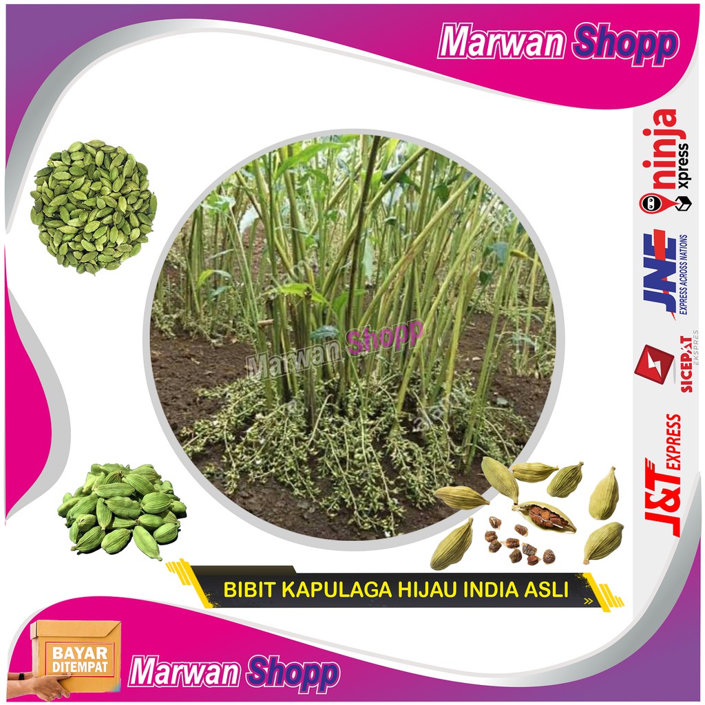 Bibit Kapulaga Hijau Arab India Asli Original MARWAN SHOPP