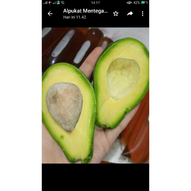 

alpukat aceh