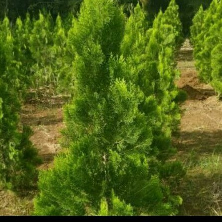 Tanaman hias cemara kipas 2 meter