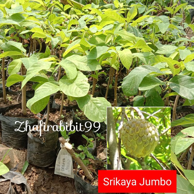 Bibit Srikaya Jumbo