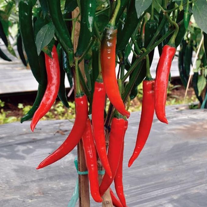Terbaru 25 Benih Bibit Cabe F1 Pedas Hot Chili Cabai Merah Besar Buru Order