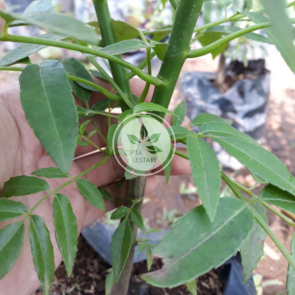 Bibit Kedondong Pohon Kedondong Buah Kedondong Pohon Buah Kedondong Langka