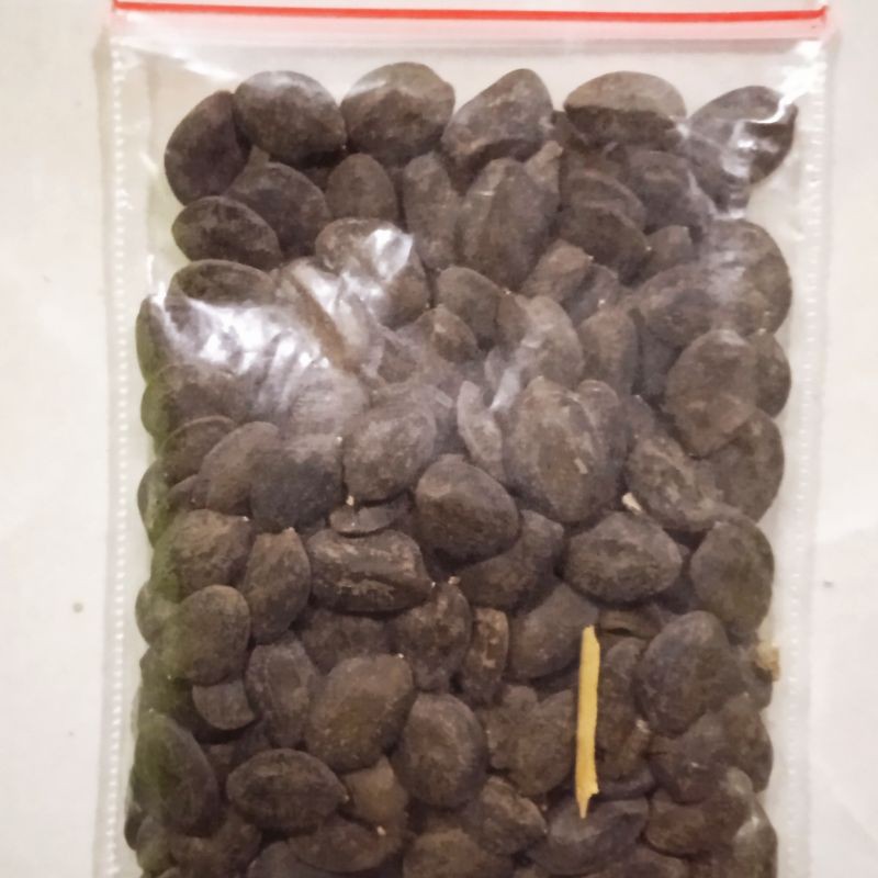 Benih Kaliandra Merah Pakan Ternak