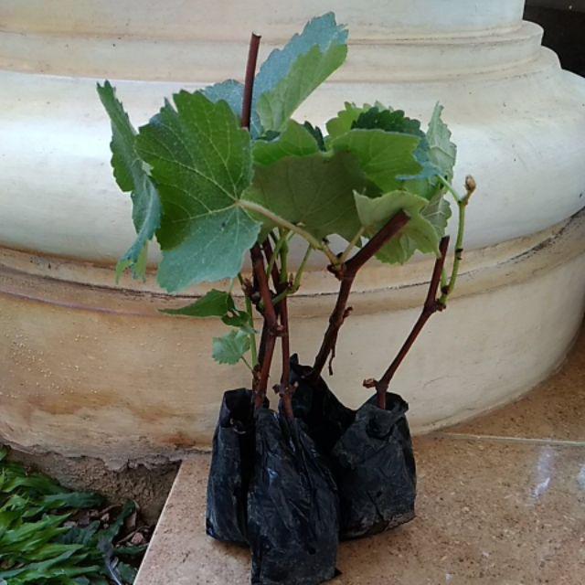 Promo... Kw1 Bibit Buah Anggur Autum Royal Sedlees Terlaris! Uk>