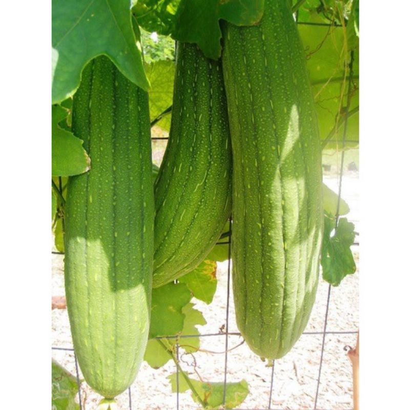 5 Benih Oyong Blustru Loofah Berkualitas