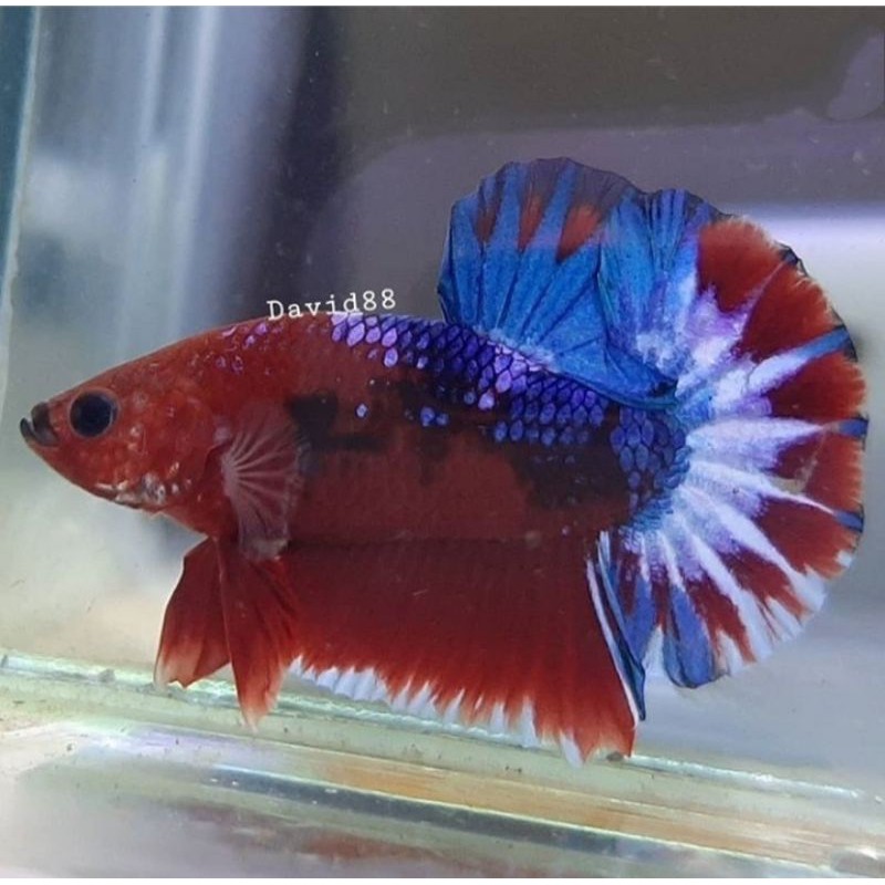 plakat Hellboy bold(male)