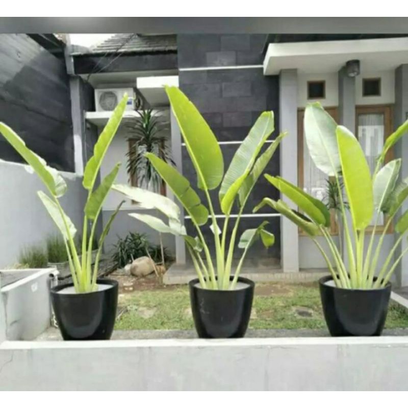 Tanaman Hias Pisang Kipas/ Calathea Kipas